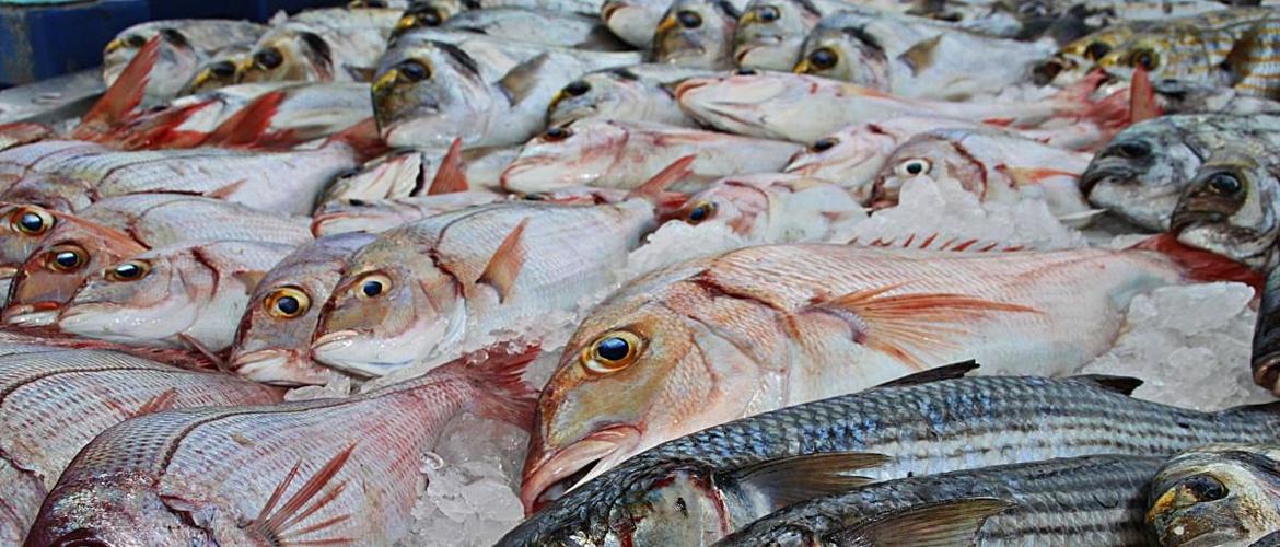 Ue e Italia proibiscono, in ritardo, la pesca nei più importanti habitat protetti