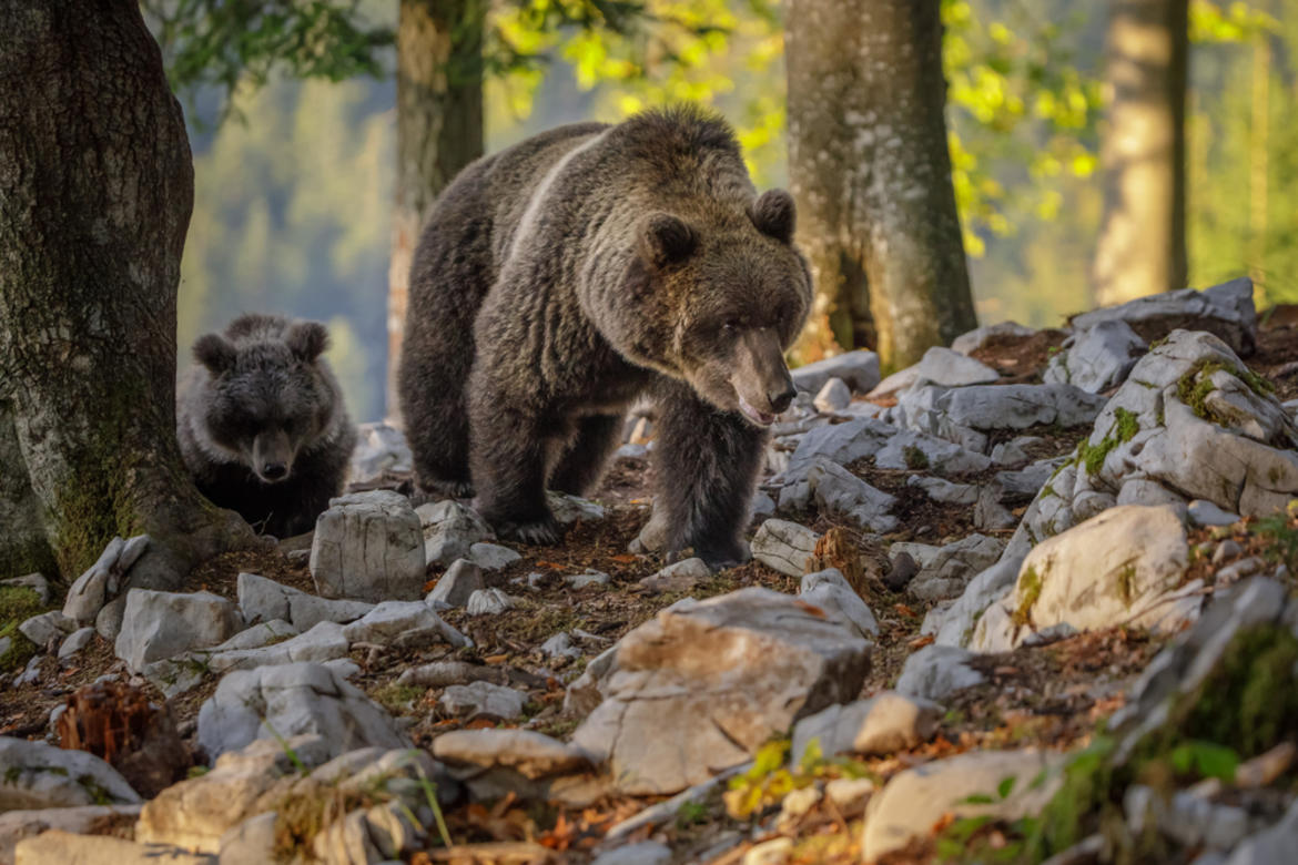 Bears return to the Alps_62ccb2a525e32.jpeg