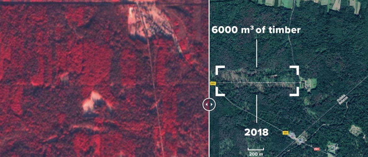 Białowieza: Abate destrutivo na floresta primária polaca_62d011243188e.jpeg