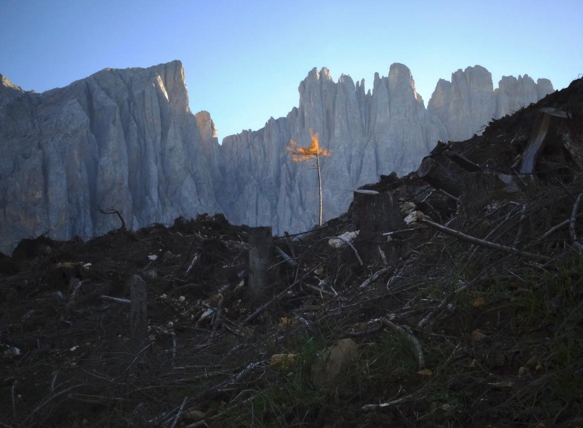 Der Wind, der Wälder vernichtet, in Italien und anderweitig_62cef2a6dc856.jpeg