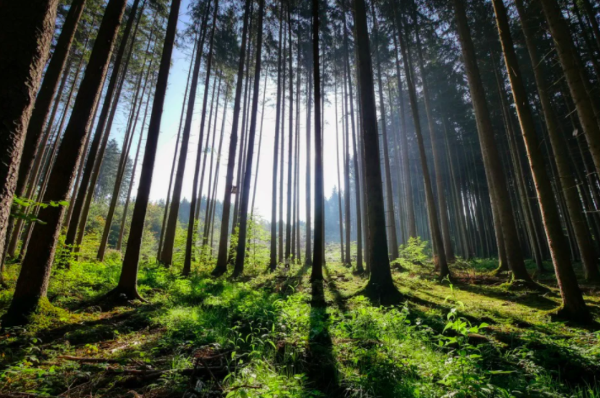 Le foreste sono tornate: l’importanza del rimboschimento in Europa_62cf1048e6a1a.png