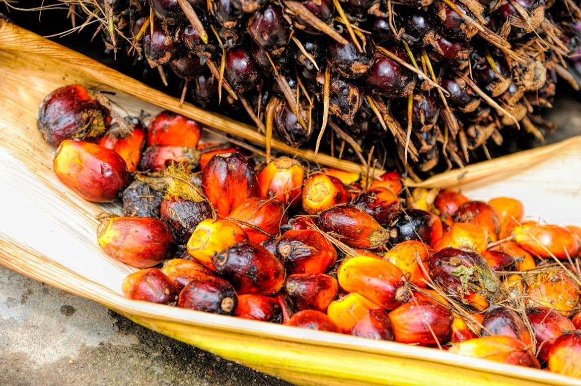 Palm oil: Your car’s problem, not your food’s_62ccac8c03a85.jpeg Palm oil: Your car’s problem, not your food’s_62ccac8c03a85.jpeg