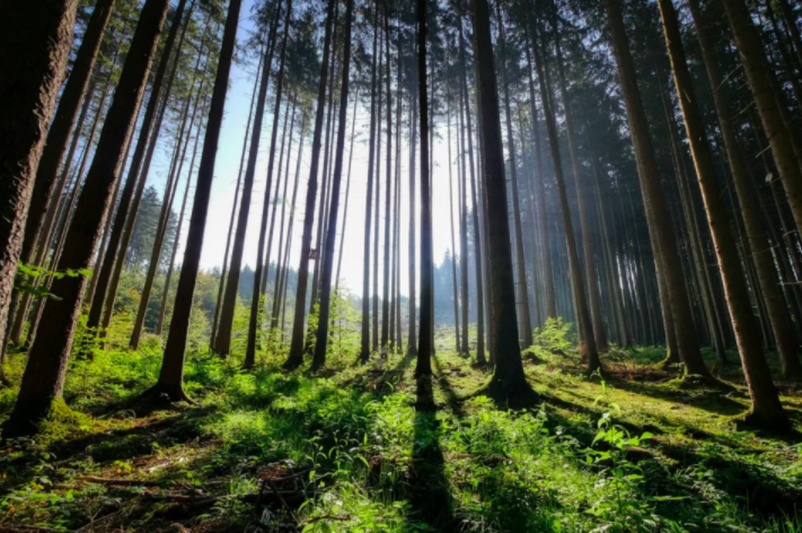 There are more forests in barren Greece than in Hungary_62cca950670ab.png