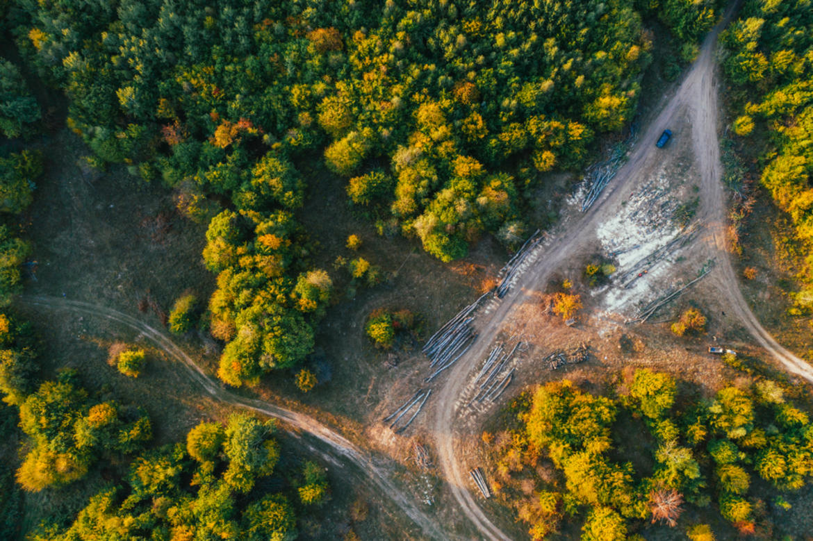 Timber mafia and deforestation in Romania_62ccaa61c7279.jpeg