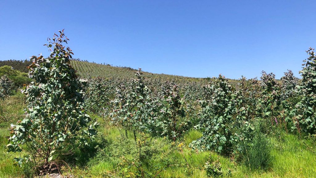 Eucalyptus - the 'thirsty' trees threatening to 'drink' South Africa dry