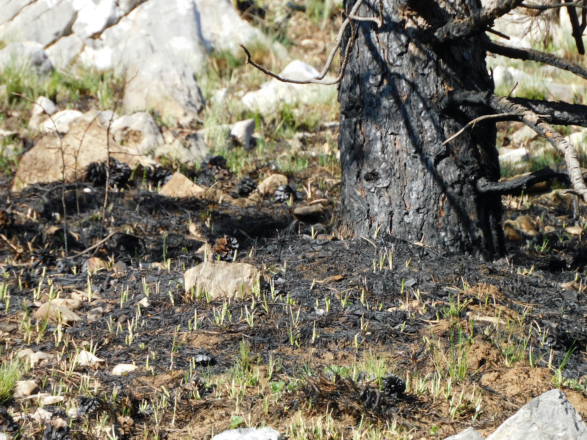 aprilie-2022.2-mai-departe-însă-se-văd-foarte-clar-consecințele-focului-asupra-arborilor.