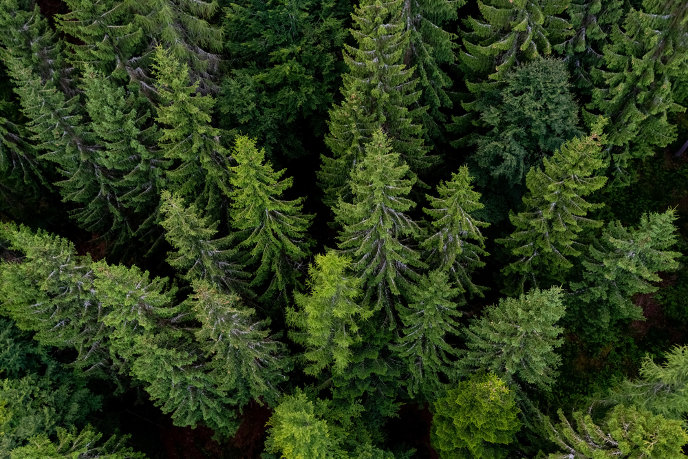 Black,Forest,Aerial,Treetop,View,From,A,Suspension,Bridge,In